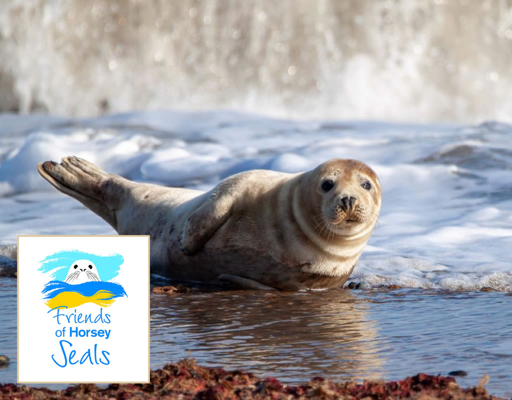 horsey-seals